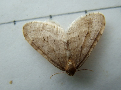 Northern Winter Moth